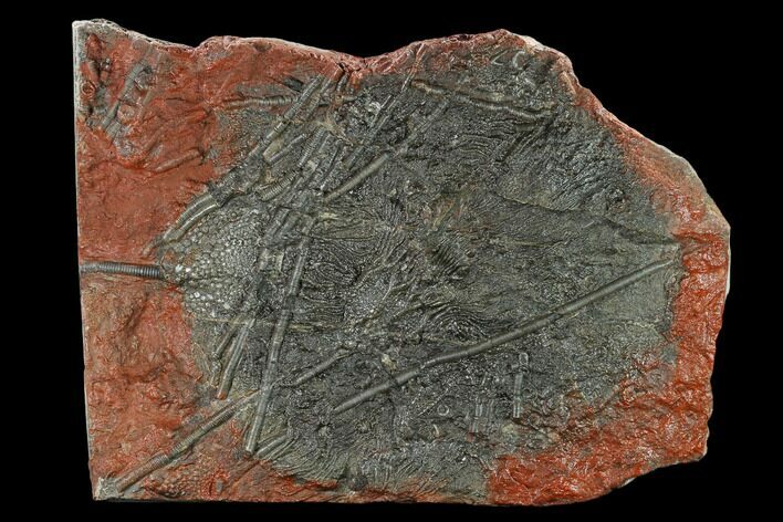 Silurian Fossil Crinoid (Scyphocrinites) Plate - Morocco #134236
